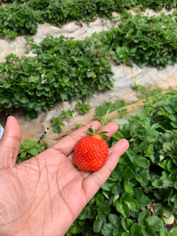 Organic Basket strawberry farm Nairobi